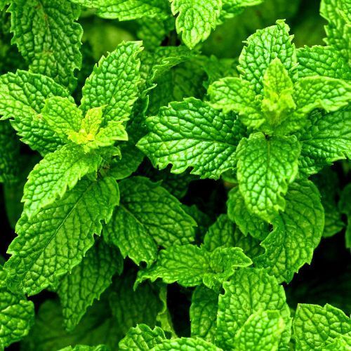 100% Natural Peppermint Oil – Freshness, Relief & Skin Care – 30ml | Holevia holeviakohl eyeliner 100% Natural Peppermint Oil – Freshness, Relief & Skin Care – 30ml | Holevia