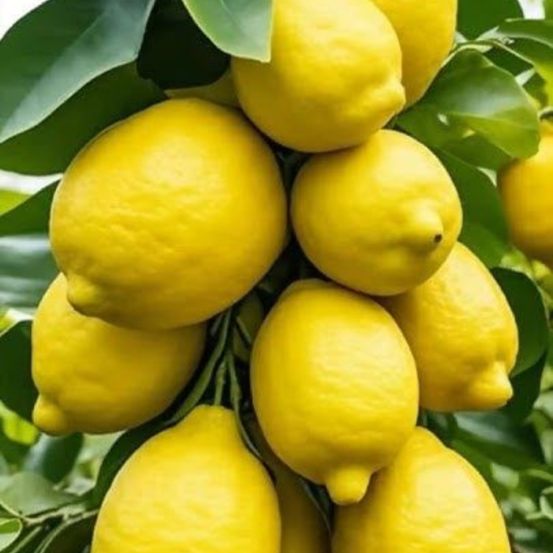 🍋Moroccan Black Soap with Lemon – Purifying, Brightening & Refreshing – 500g | Holevia holeviakohl eyeliner 🍋Moroccan Black Soap with Lemon – Purifying, Brightening & Refreshing – 500g | Holevia